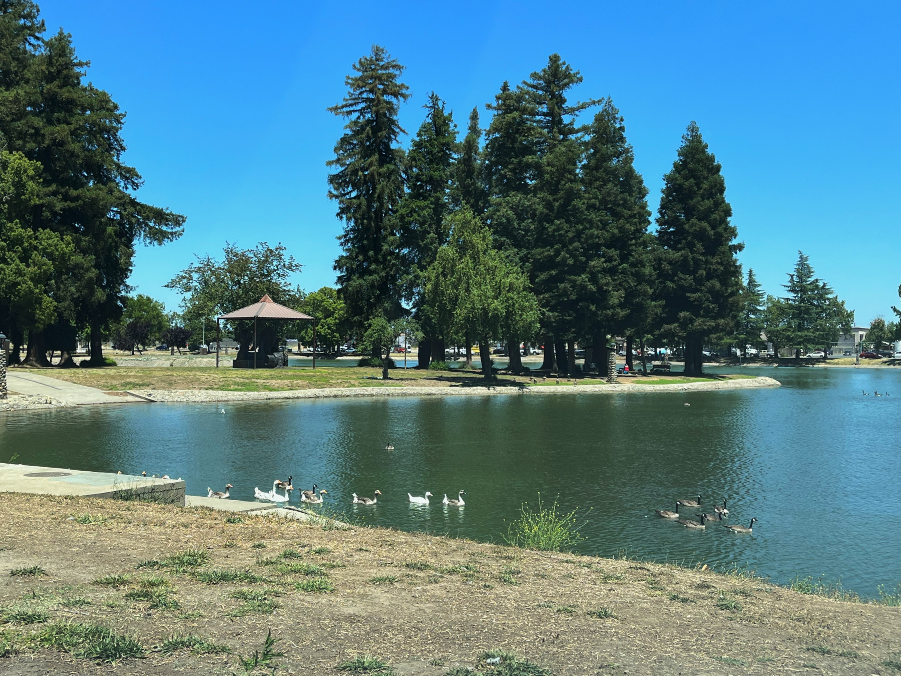 Ellis Lake: A serene destination for family fishing in Yuba Sutter