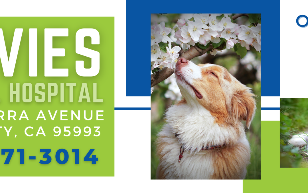 Veterinary Excellence in Yuba City: Explore Davies Animal Medical Hospital