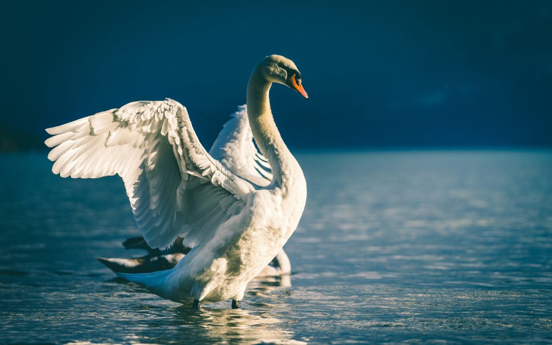 The California Swan Festival: A Feathered Fiesta in the Heart of the Central Valley