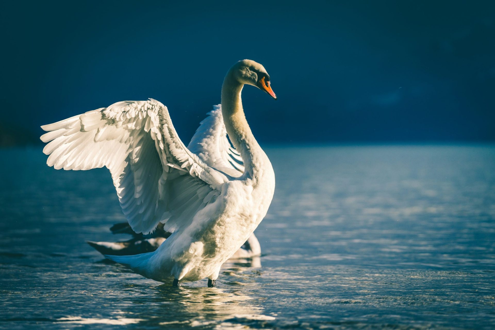 The California Swan Festival: A Feathered Fiesta in the Heart of the Central Valley